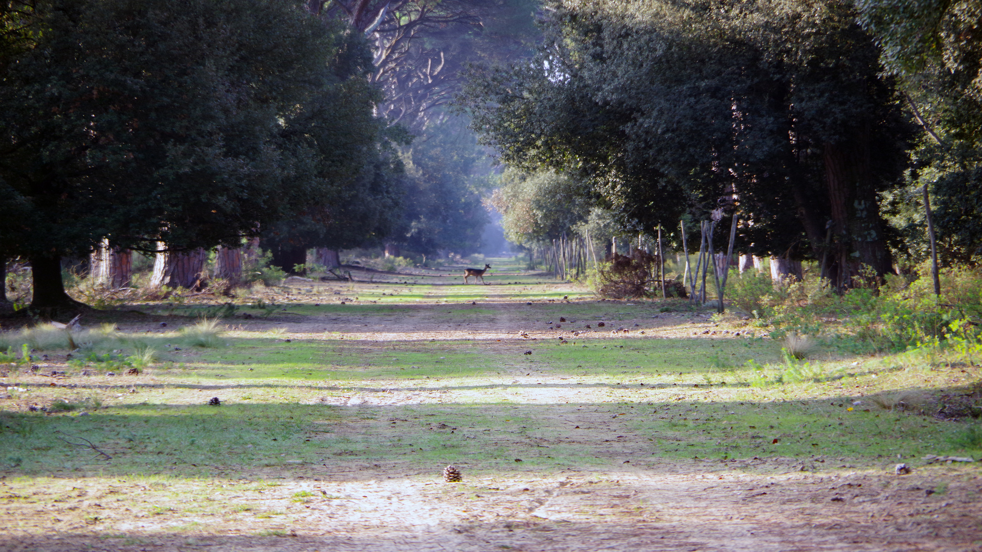 PASSEGGIATE NEL PARCO