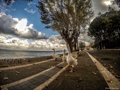 Passeggiatina pomeridiana