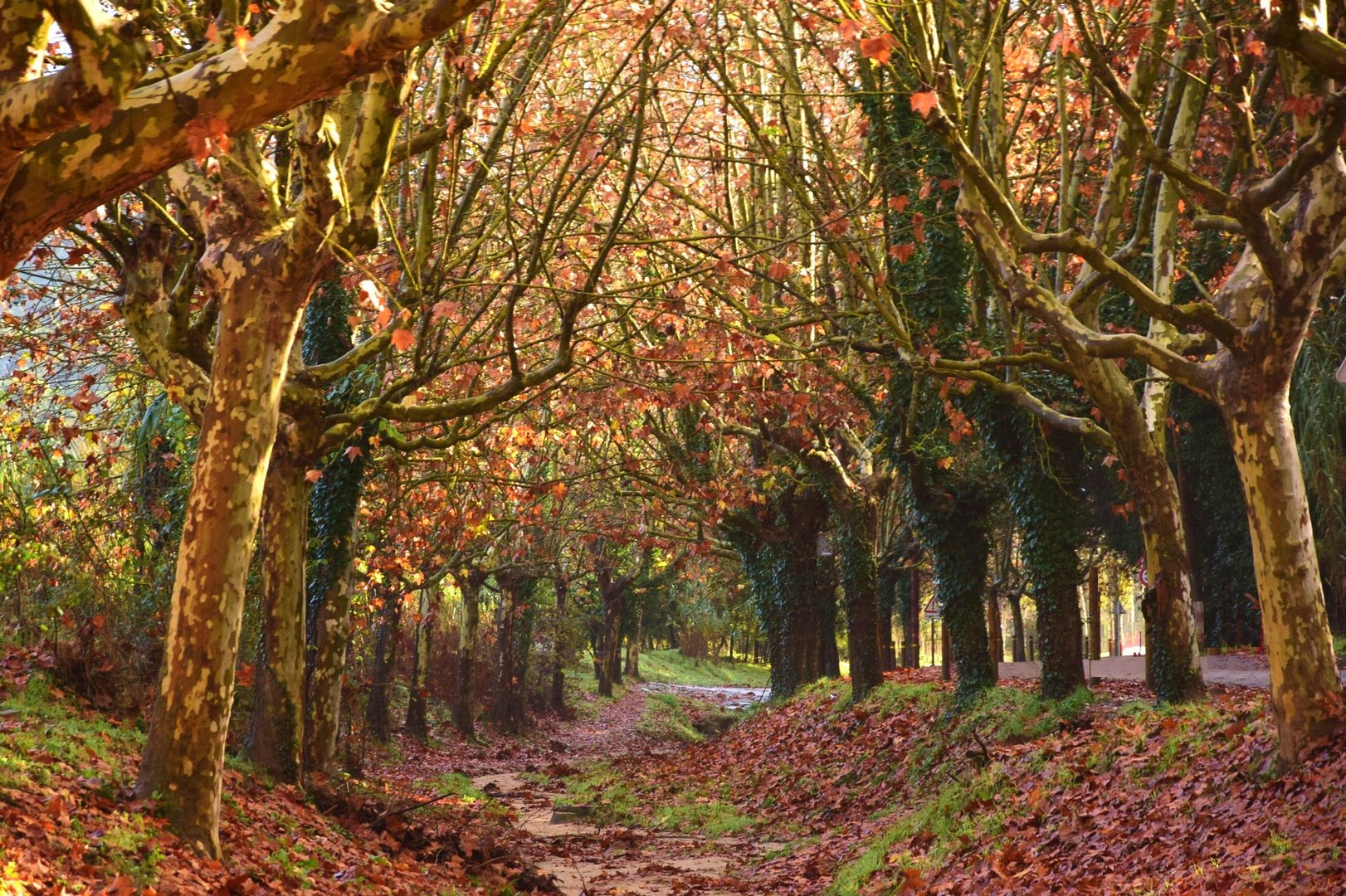 PASSEIG DE TARDOR/PASEO DE OTOÑO/AUTUMN WALKING