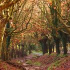 PASSEIG DE TARDOR/PASEO DE OTOÑO/AUTUMN WALKING