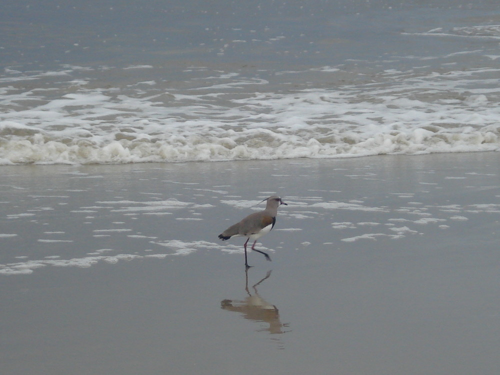 passeio solitário