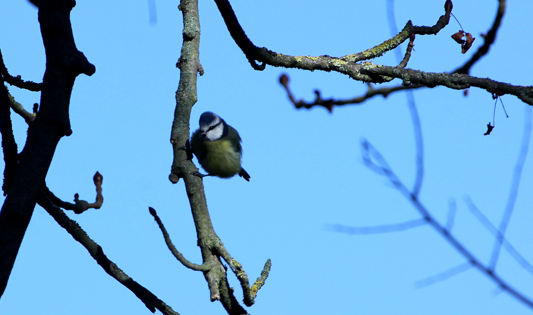 Passend zum Blue Monday - eine Blaumeise