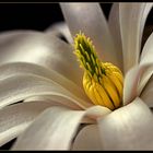 Passend zum Fest der Auferstehung .. öffnen sich die Sternmagnolien - ( Stacking Bild ) 