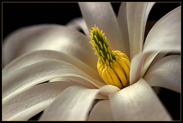 Passend zum Fest der Auferstehung .. öffnen sich die Sternmagnolien - ( Stacking Bild ) 