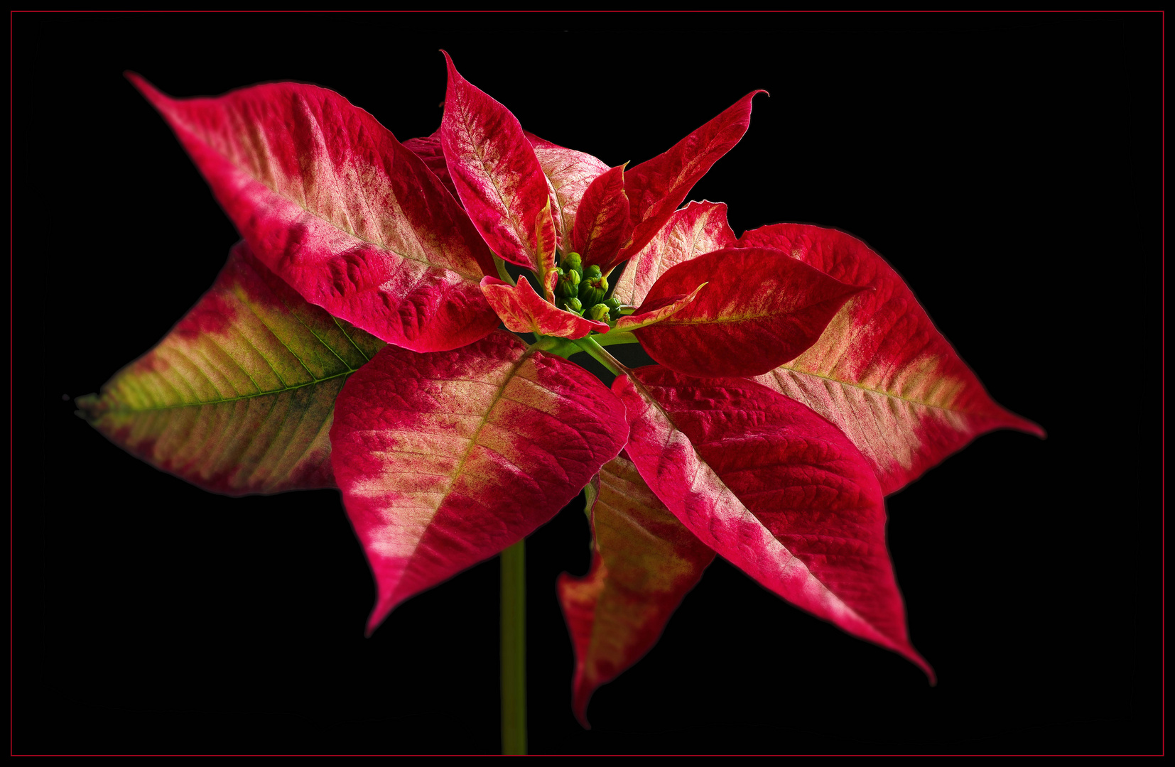 Passend zum Fest.. ein Weihnachtstern - ( Stacking Bild ) 