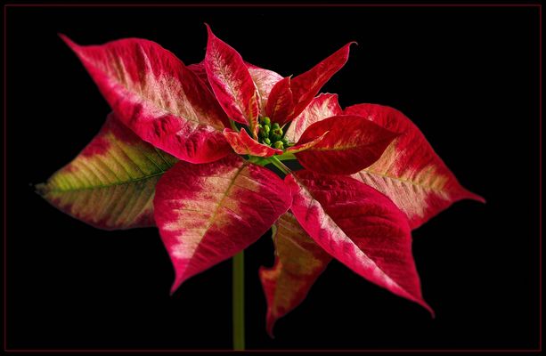 Passend zum Fest.. ein Weihnachtstern - ( Stacking Bild ) 