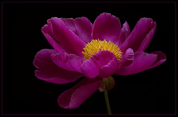 Passend zum Fest zeigten die Pfingstrosen was in ihnen steckt