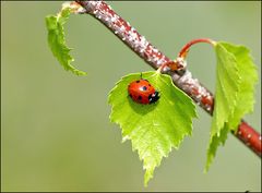 Passend zum frühlingshaften Wetter...