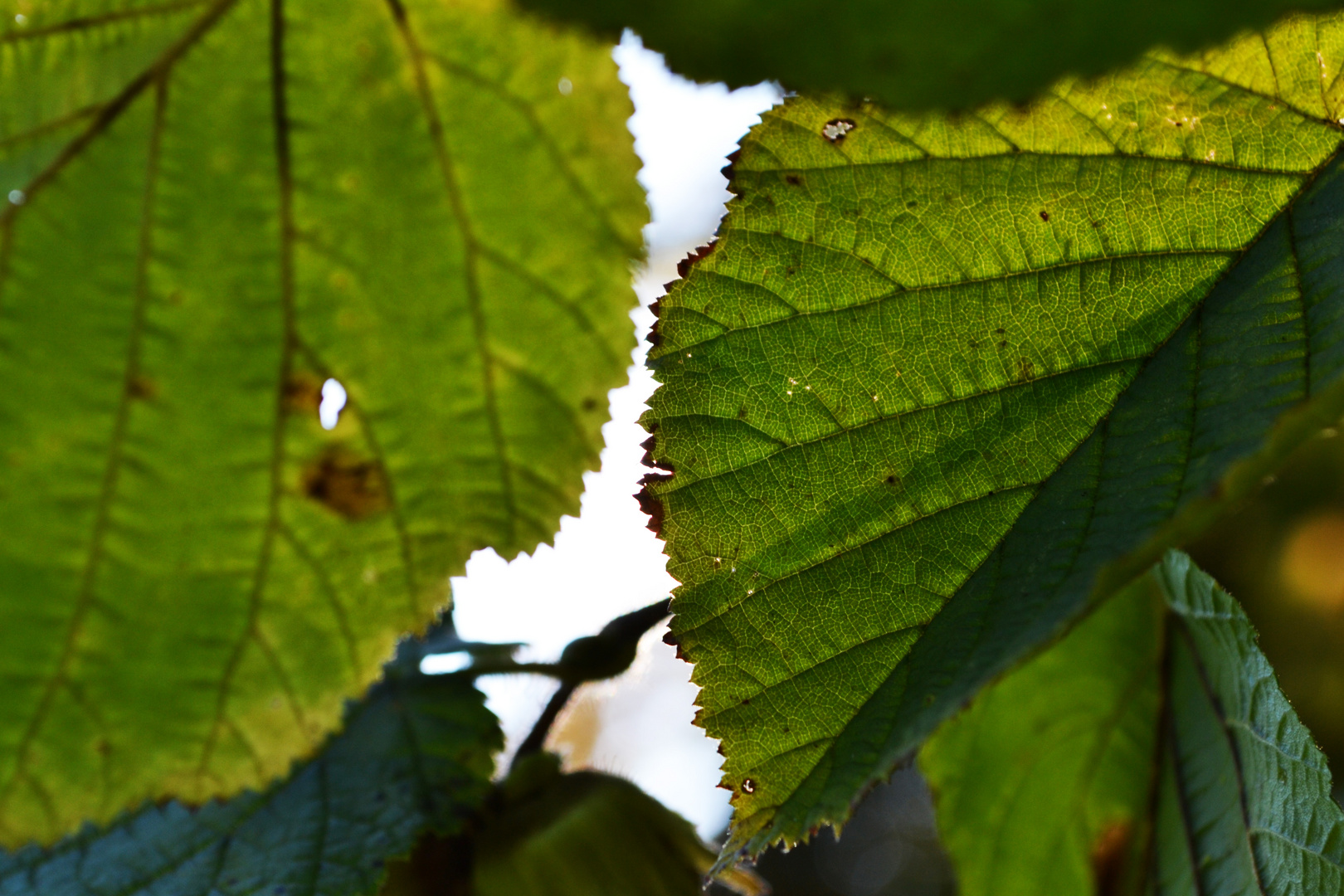 passend zum herbst eine nahaufnahme