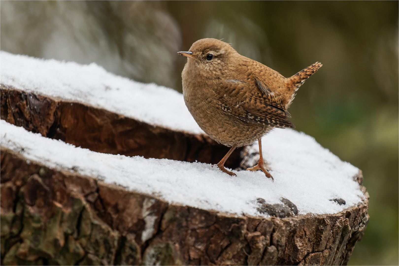 passend zum heutigen Schnee  .....