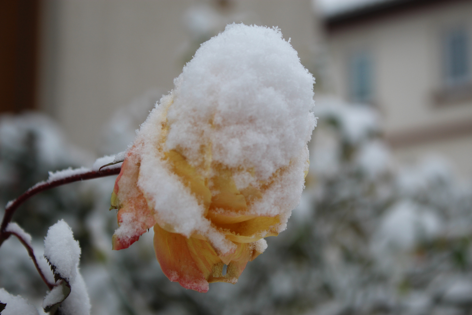 passend zum Schnee das Mittwochsblümchen von mir