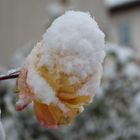 passend zum Schnee das Mittwochsblümchen von mir