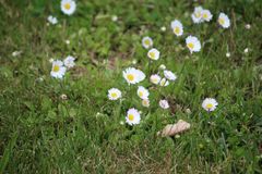 passend zum See - Gänseblümchen