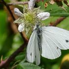 Passend zur Blüte