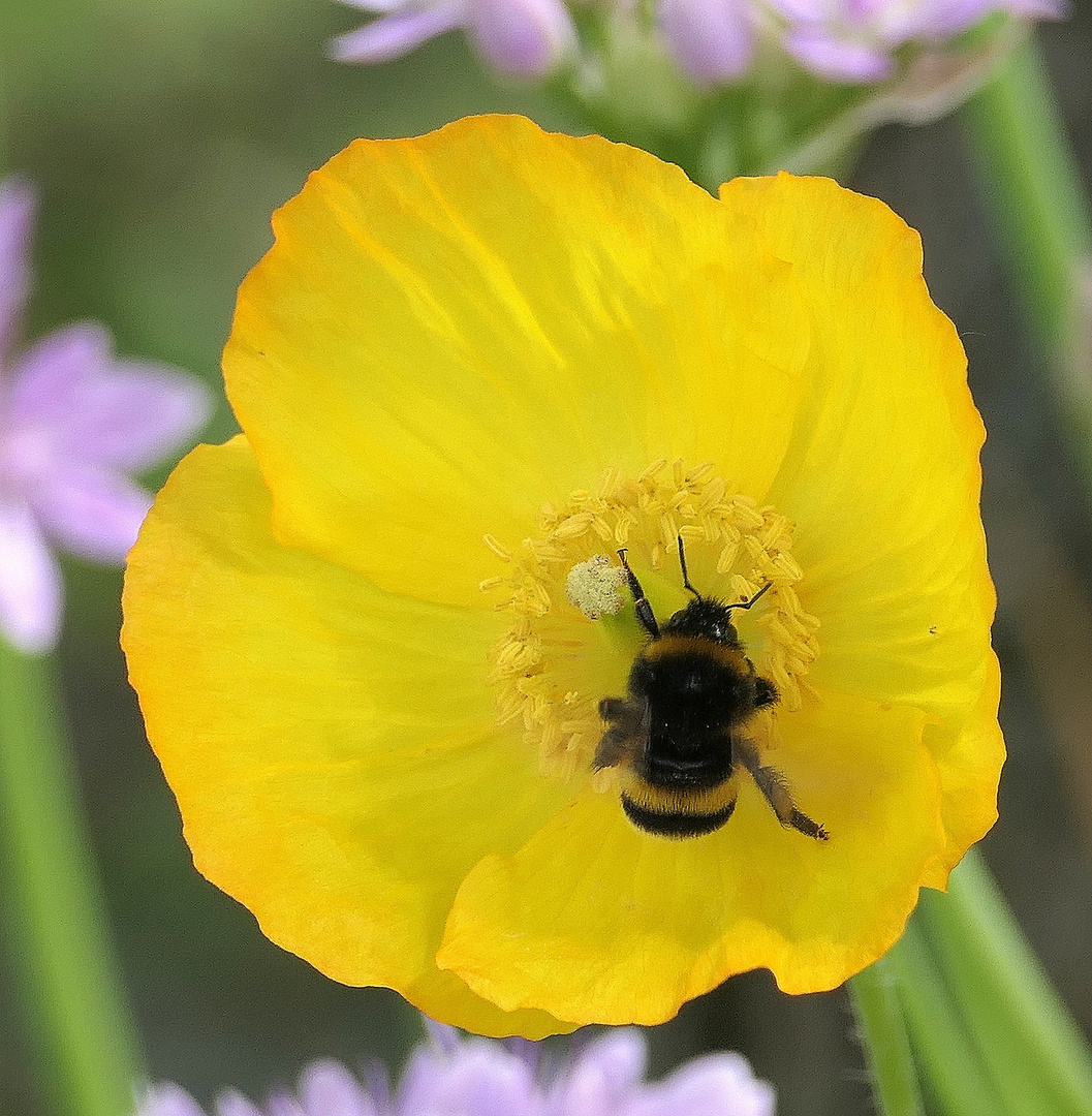 Passend zur Blüte