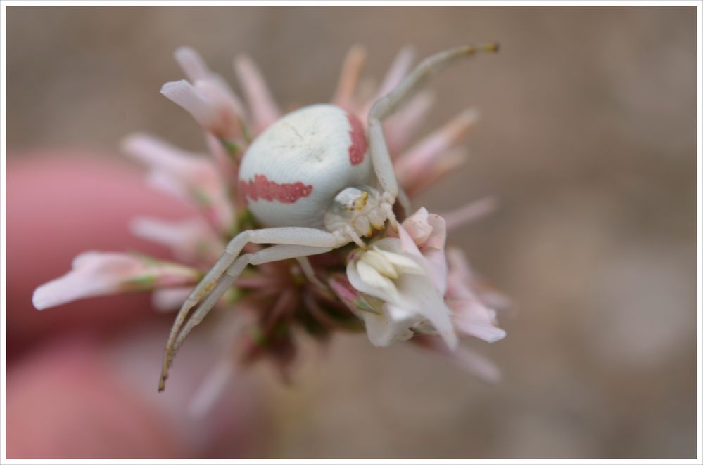 Passend zur Blüte...