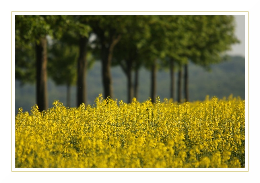 passend zur Saison: ein Rapsfeldfoto