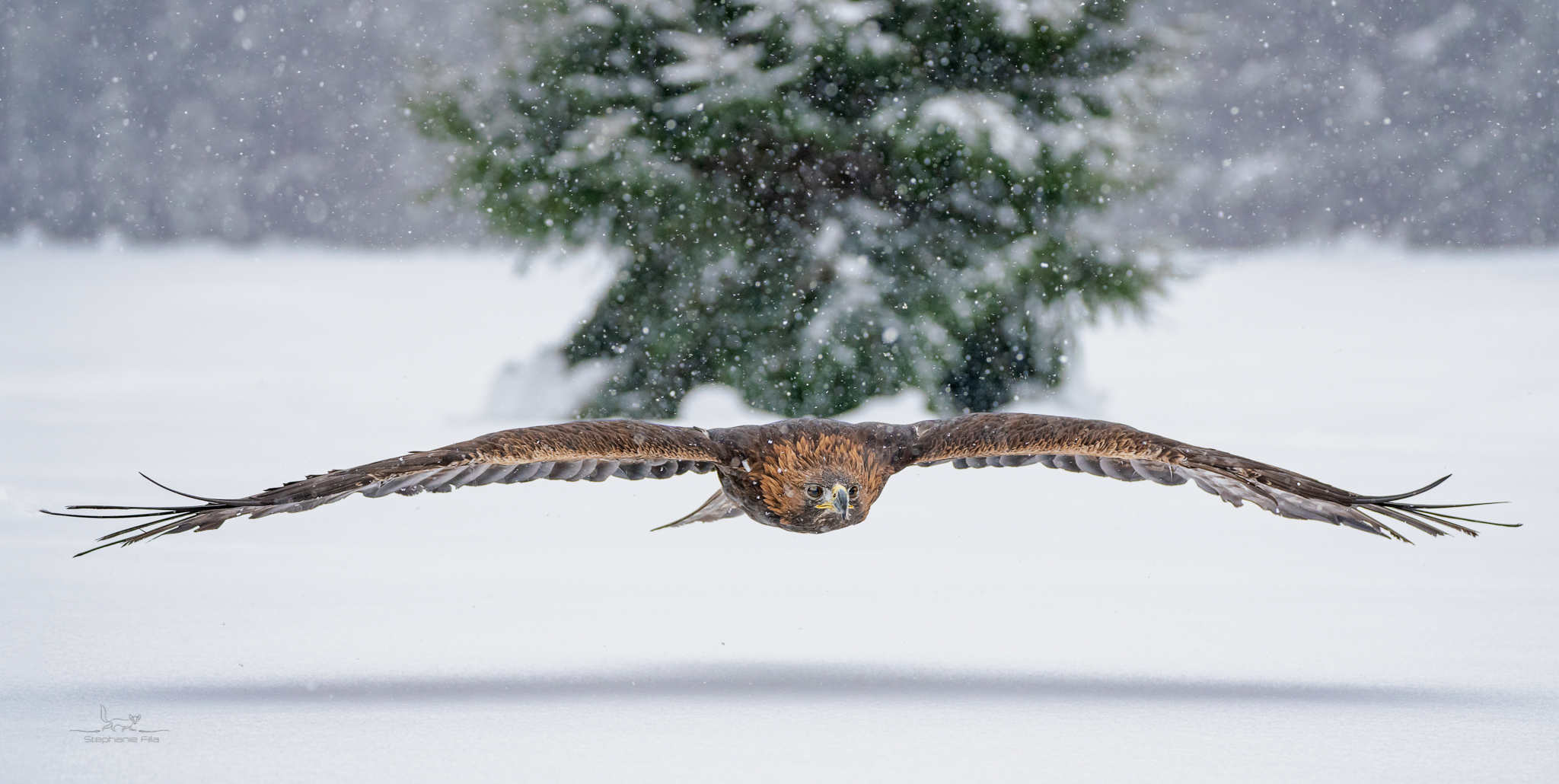 Passend zur Vorweihnachtszeit unscharfer Tannenbaum ;-)