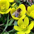 Passendes Insektenkleid zum Besuch der Winterlinge