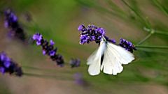 Passenger  of the Wind....