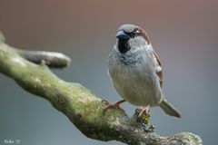 Passer domesticus