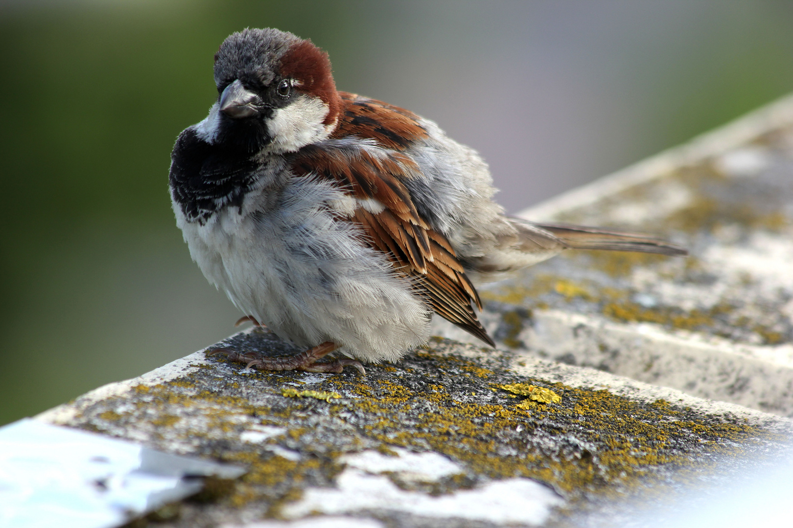 Passer domesticus