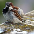 Passer domesticus