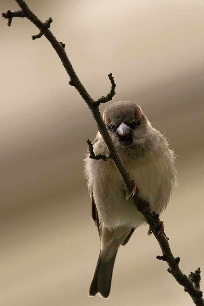 Passer domesticus Foto & Bild tiere, wildlife, wild lebende vögel