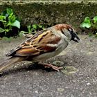 Passer domesticus