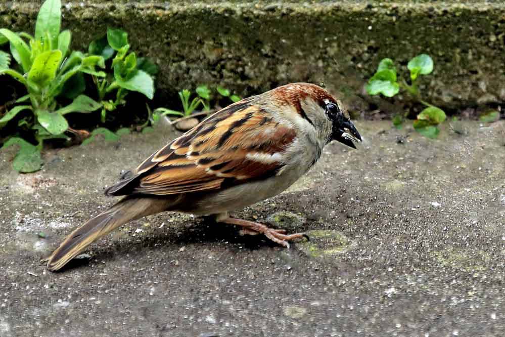 Passer domesticus