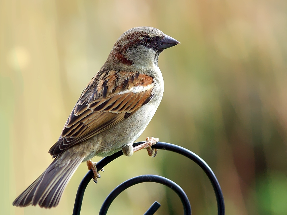 Passer domesticus