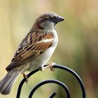 Passer domesticus