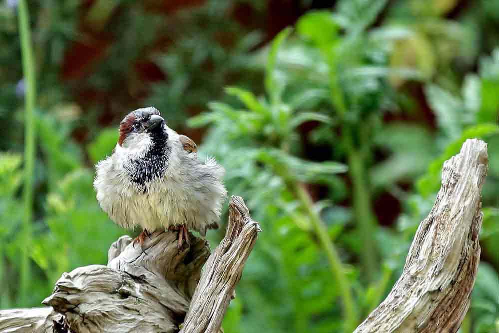 Passer domesticus