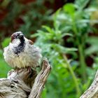 Passer domesticus