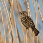 Passer Domesticus