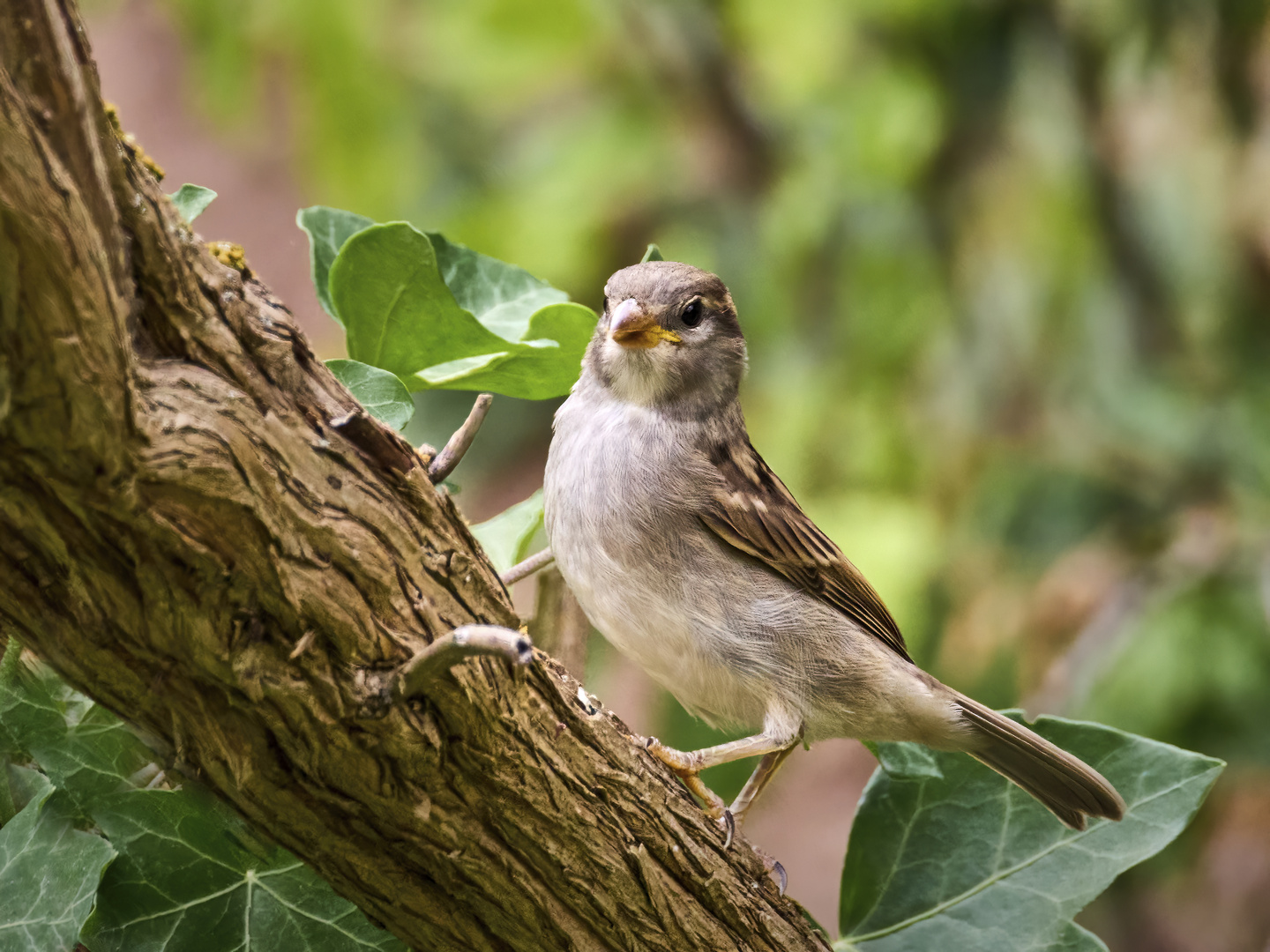 Passer domesticus