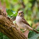 Passer domesticus