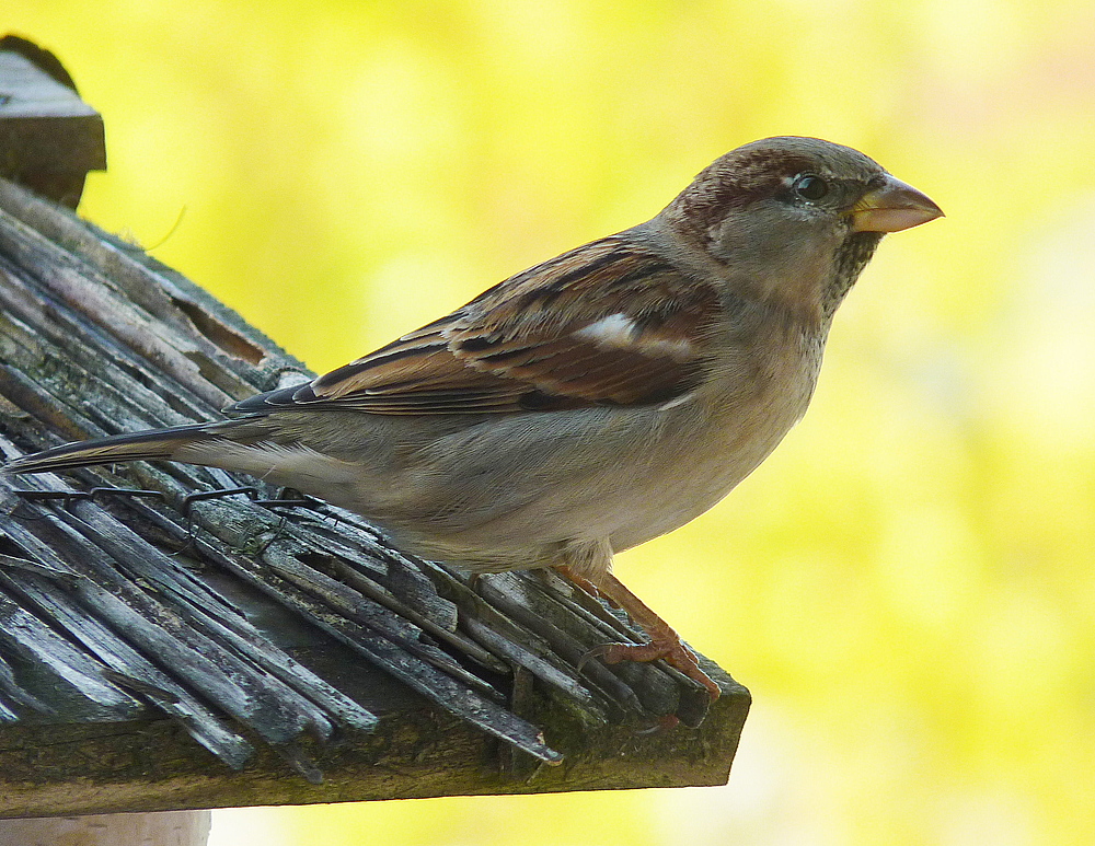 Passer domesticus