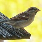 Passer domesticus