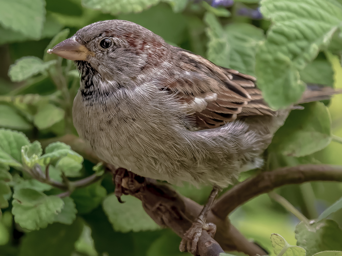 Passer domesticus