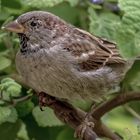 Passer domesticus