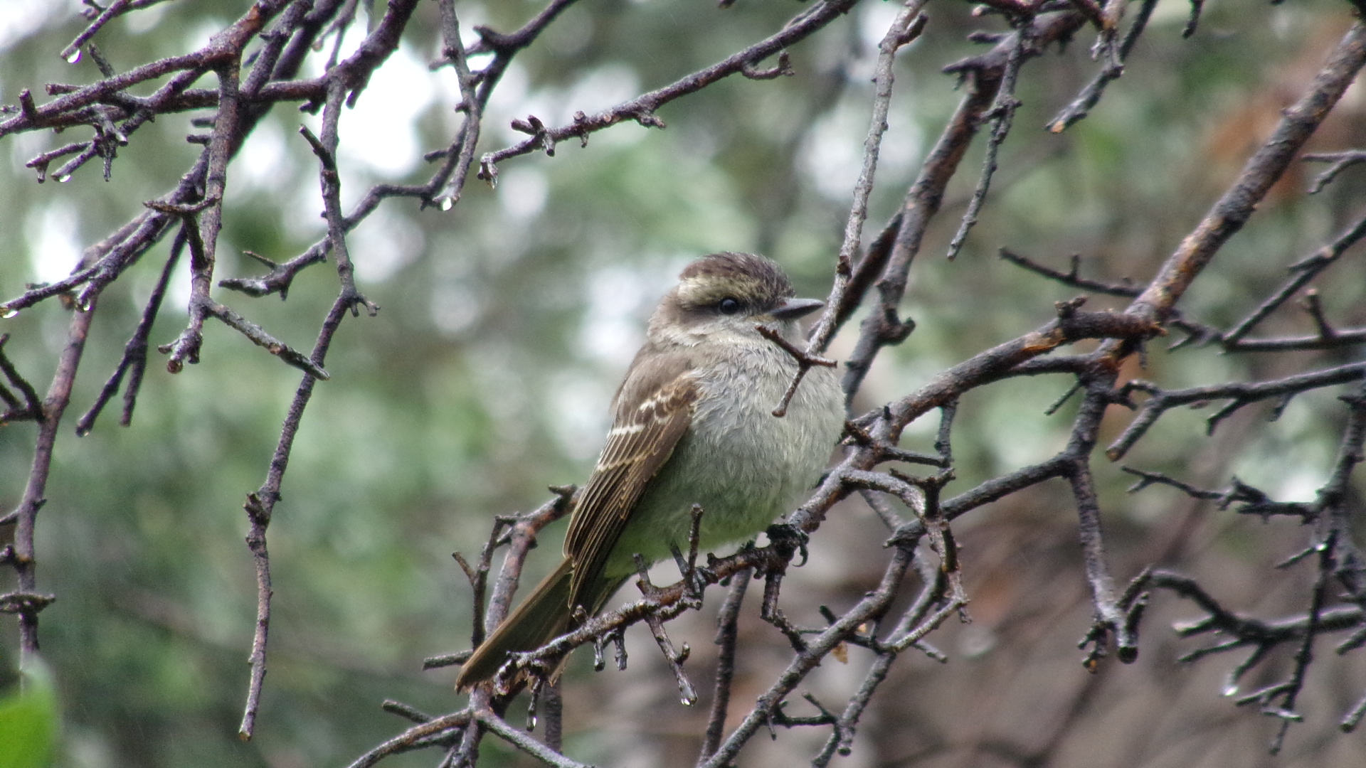 Passer domesticus