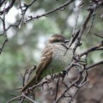 Passer domesticus