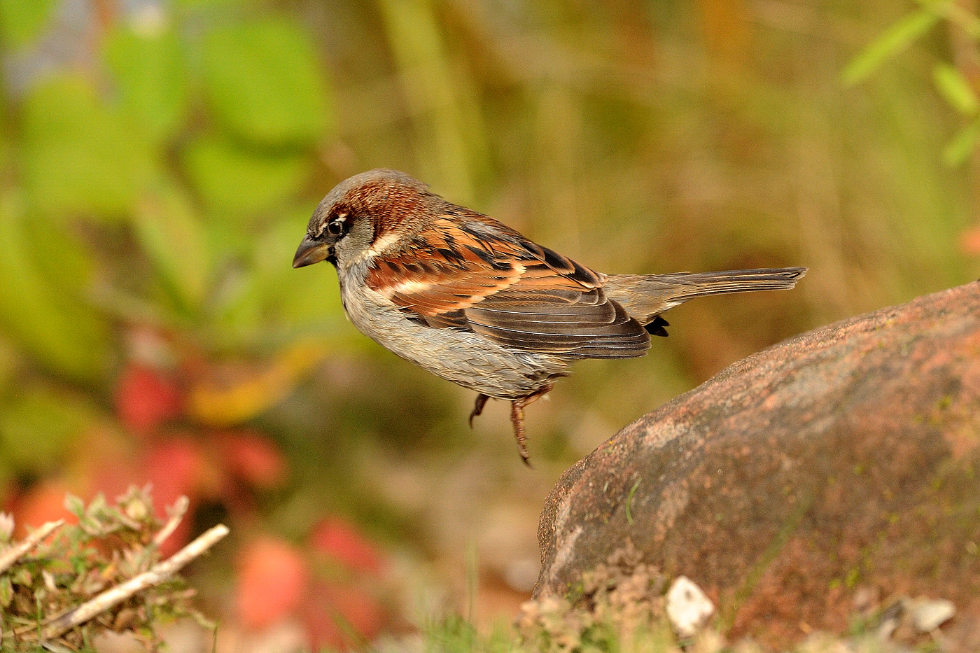 Passer domesticus