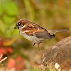 Passer domesticus