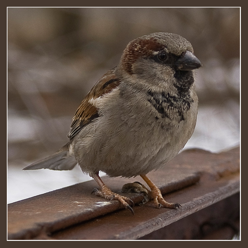 Passer domesticus