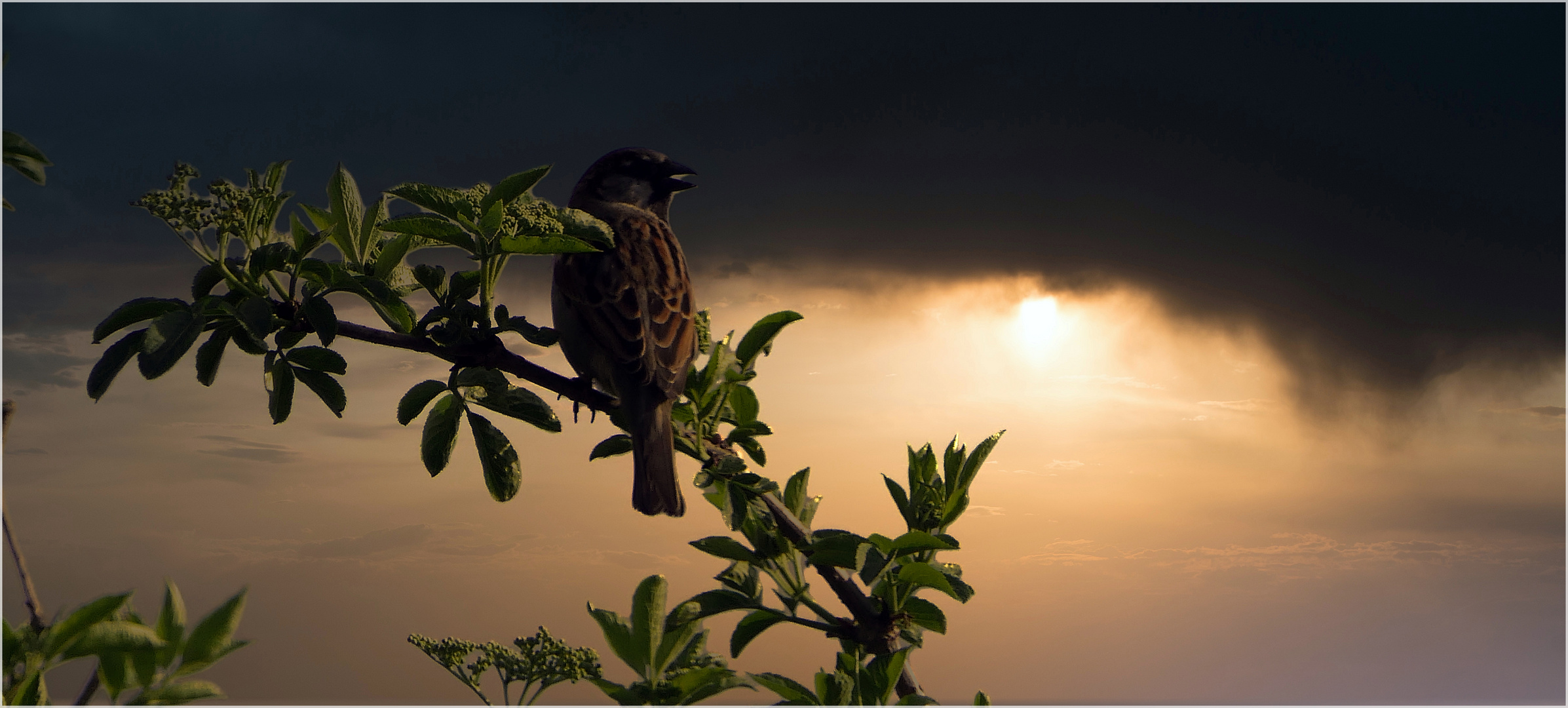 Passer domesticus