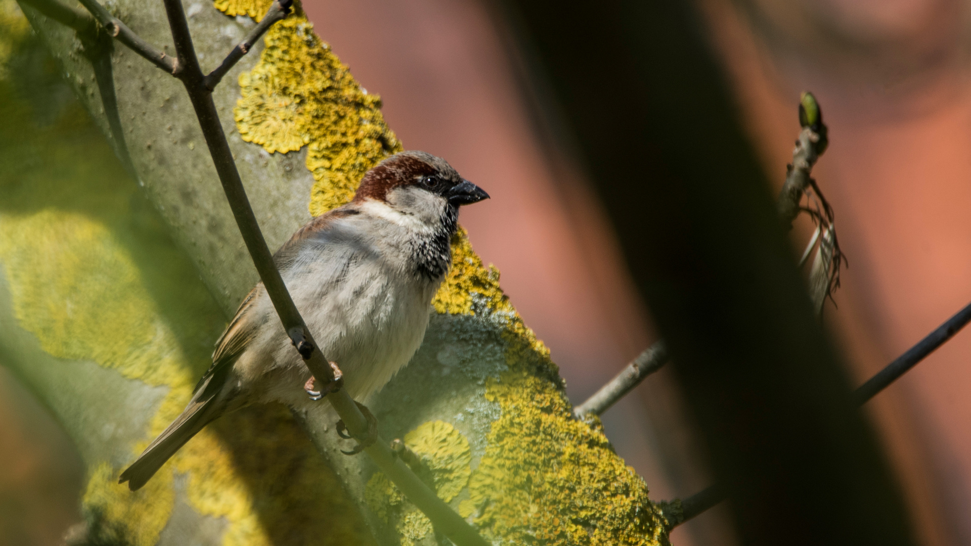 Passer domesticus