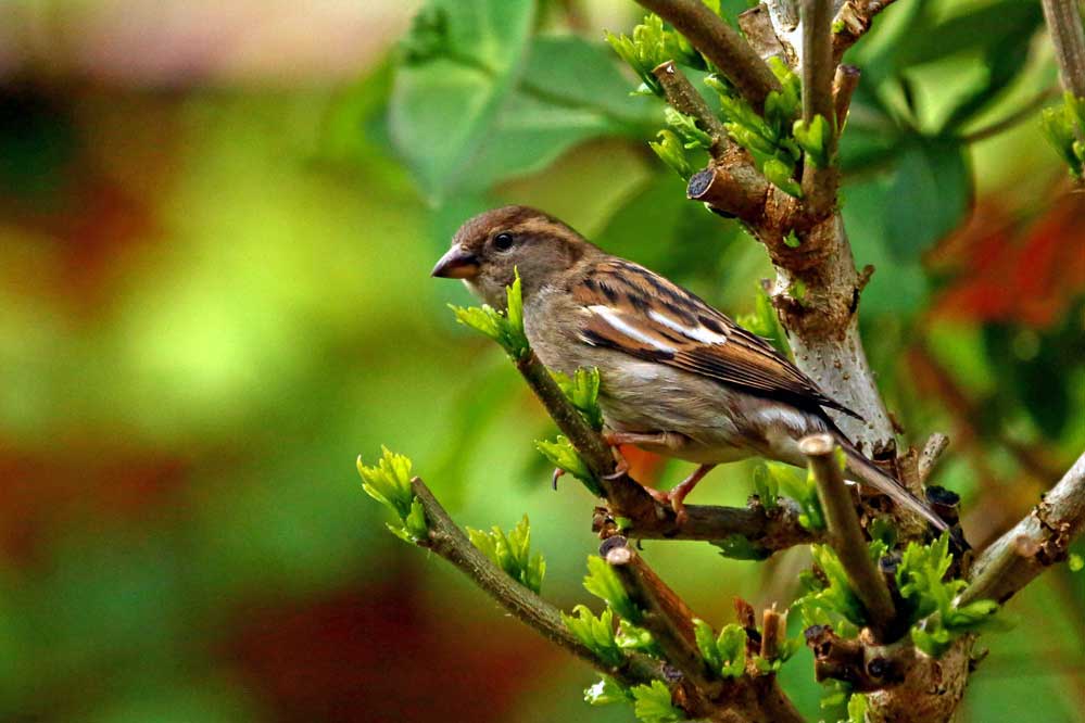 Passer domesticus (Albino)