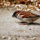 Passer domesticus